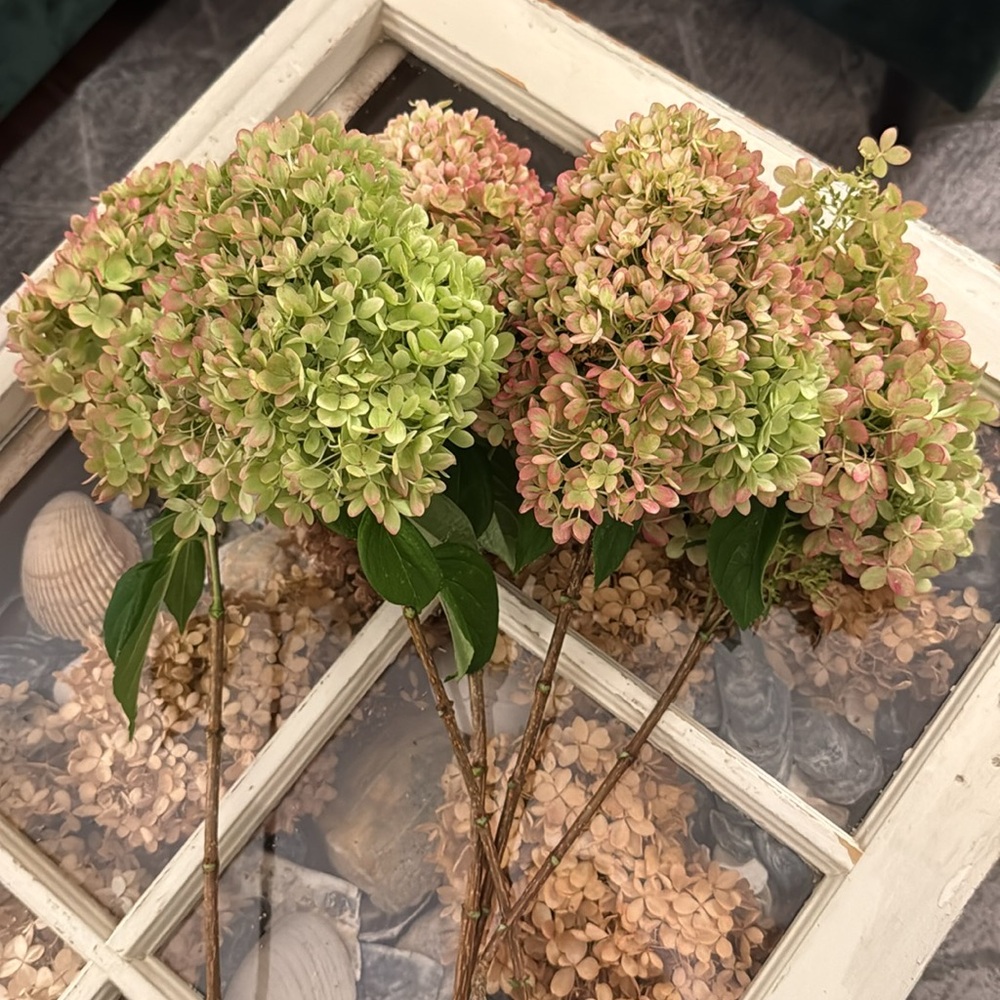 Green and Pink Dried Hydrangeas sold individually or multiple stems